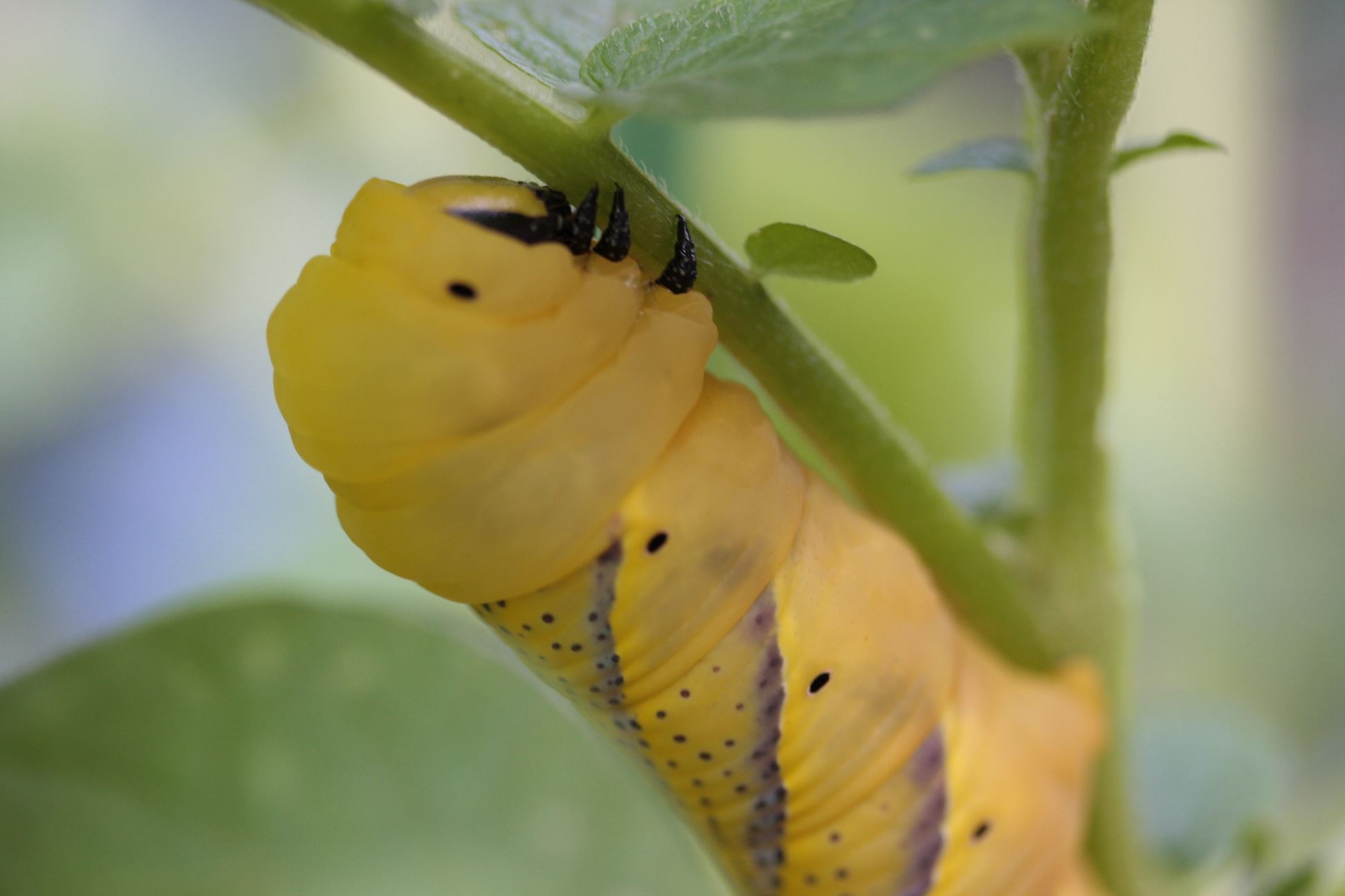 Bruco di Acherontia Atropos